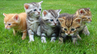 Пять котов оглядывают поле.
